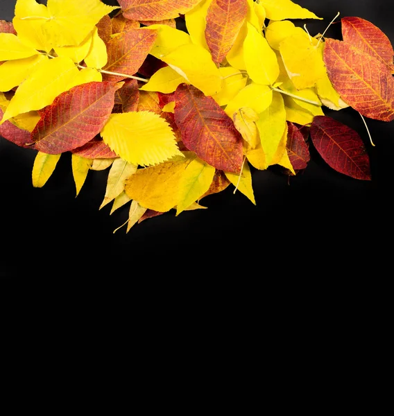 Fotografia de outono, folhas de bordo em um fundo preto, lugar fo — Fotografia de Stock