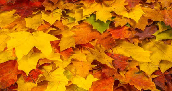 Peinture d'automne, feuilles d'érable d'automne, différentes couleurs. Jaune , — Photo