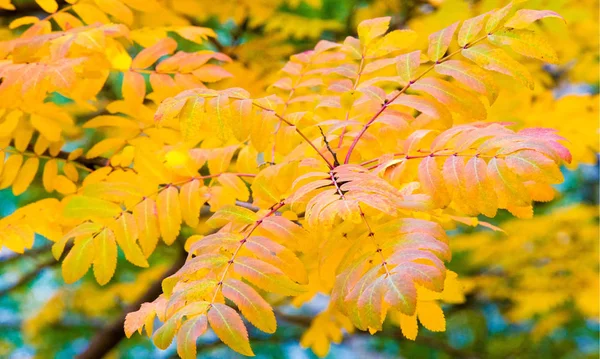 Autumn landscape photography, mountain ash in full beauty, illum — Stock Photo, Image