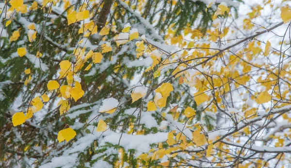 We got our first snow of the season during the night, dusting in — Stock Photo, Image