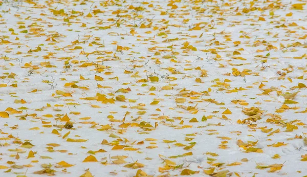 Tuvimos nuestra primera nieve de la temporada durante la noche, desempolvando —  Fotos de Stock