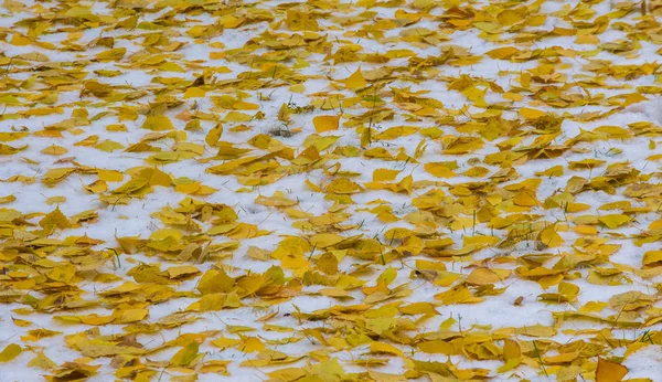 Wir bekamen den ersten Schnee der Saison in der Nacht und staubten — Stockfoto