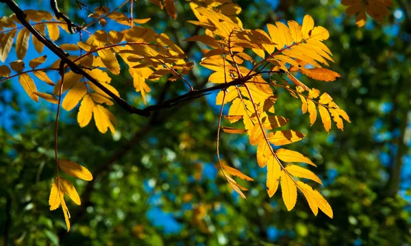 Autumn landscape photography, mountain ash in full beauty, illum — Stock Photo, Image