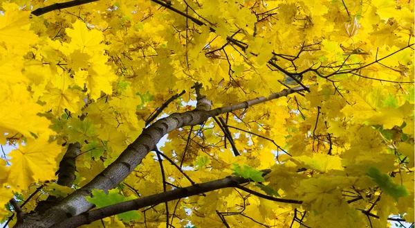 Fotoğrafçılık Sonbahar manzara, Akçaağaç ağacı veya kulplu çalı — Stok fotoğraf