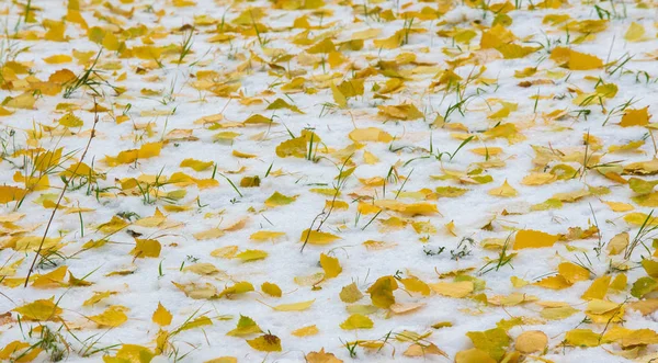Az első hó, késő ősz, őszi levelek a hóban. Havazás — Stock Fotó