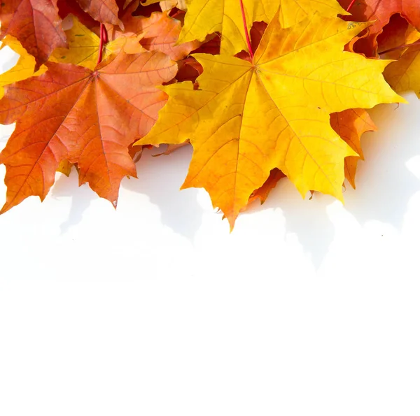 Pozadí textury, vzor. Podzimní barevné javorové listy. Javor — Stock fotografie