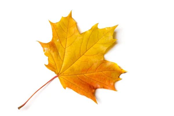 秋天的绘画，秋天的枫叶，白面包上的孤零零的叶子 — 图库照片