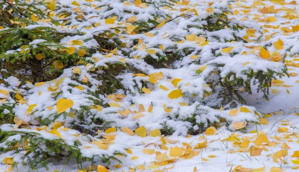 我们得到了我们的第一个雪的季节在夜间，灰尘 — 图库照片