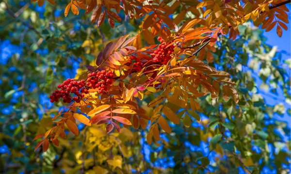 Otoño paisaje fotografía, ceniza de montaña en plena belleza, illum —  Fotos de Stock