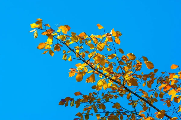 Höstlandskap, Höstlöv med den blå himmelsbakgrunden, ni — Stockfoto