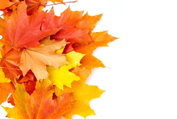 纹理背景，图案。 秋天五彩缤纷的枫叶. 枫树 — 图库照片