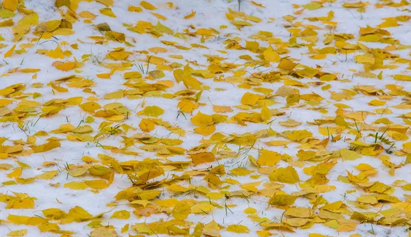 We got our first snow of the season during the night, dusting in — Stock Photo, Image