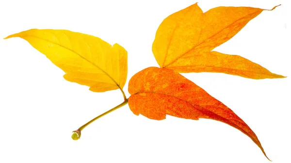 Hojas de arce rojo y amarillo sobre un fondo blanco. Cuando la hoja — Foto de Stock