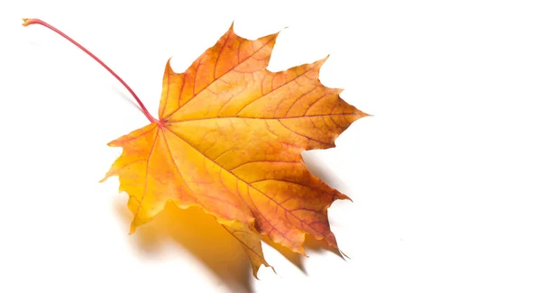 Textura de fondo, patrón. Hojas de arce colorido otoño. Arce —  Fotos de Stock