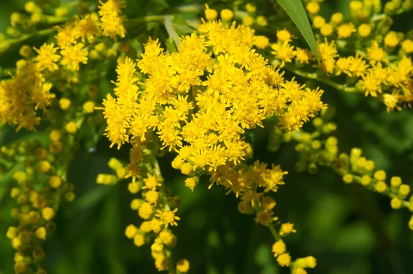 Flower of Solidago commonly called goldenrods comes from North A — Stock Photo, Image