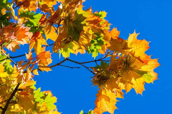 Herfst landschap, herfst bladeren met de achtergrond van de blauwe hemel, gij — Stockfoto