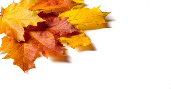 Pintura de otoño, hojas de arce de otoño, diferentes colores. Amarillo , — Foto de Stock