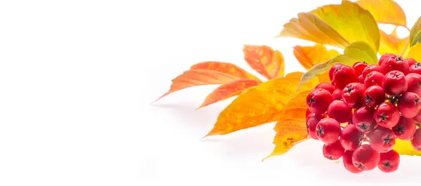 Red and yellow maple leaves on a white background. When the leav — Stock Photo, Image