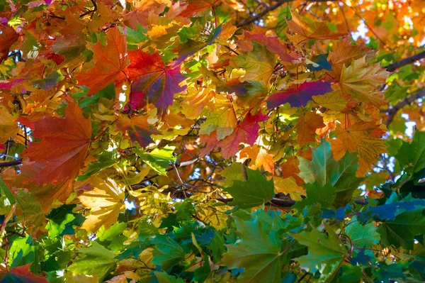 Paysage d'automne, Feuilles d'automne avec le fond bleu ciel, Ye — Photo