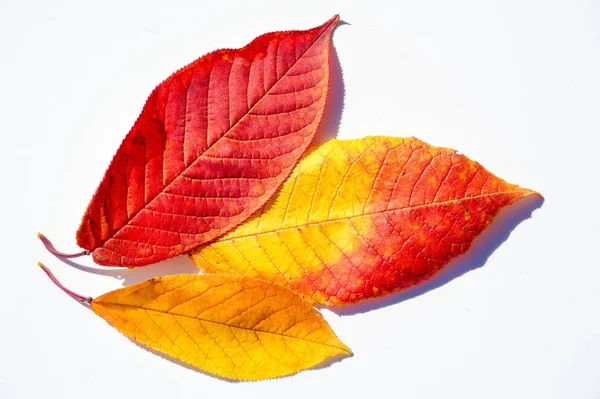 Hojas de arce rojo y amarillo sobre un fondo blanco. Cuando la hoja — Foto de Stock