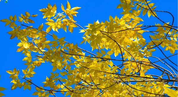 Herbstlandschaft der Fotografie, Ahornbaum oder Strauch mit gelappten — Stockfoto