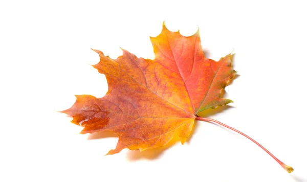 Podzimní malba, Podzimní javorové listy, Samostatný list na bílém bac — Stock fotografie