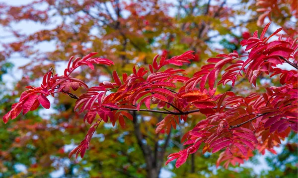 Herbstlandschaftsfotografie, Eberesche in voller Schönheit, illum — Stockfoto