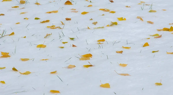 初雪，深秋，秋叶在雪上。降雪 — 图库照片