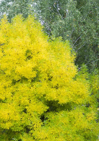 Autumn landscape of photography, Maple tree or shrub with lobed — Stock Photo, Image