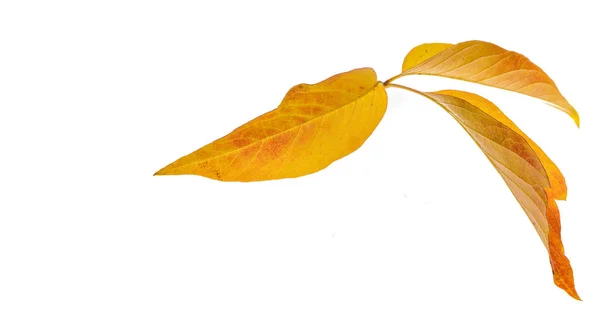 赤と黄色のカエデの葉が白い背景に残っています。リーブの場合 — ストック写真