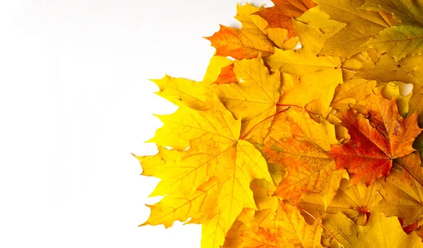Jesienny obraz, jesienne liście klonu, różne kolory. Żółty, — Zdjęcie stockowe