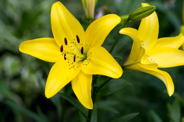 Lírios Lilium Lily - Flores são grandes, muitas vezes perfumadas, e são — Fotografia de Stock