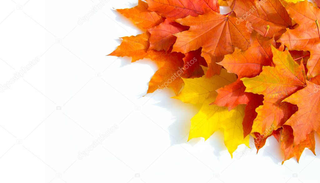 Texture background, pattern. Autumn colorful maple leaves. Maple