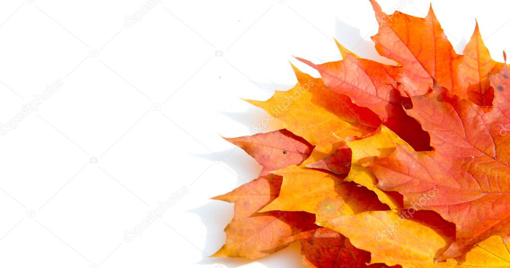 Texture background, pattern. Autumn colorful maple leaves. Maple