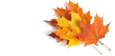 Doku arka planı, desen. Sonbahar renkli akçaağaç yaprakları. Akçaağaç