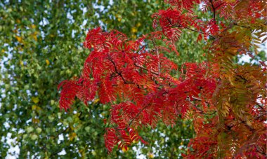 Sonbahar manzara fotoğrafçılığı, tam güzellikte dağ külleri, illum