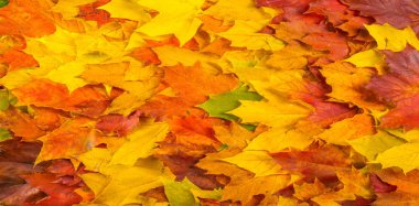 Sonbahar boyama, Sonbahar akçaağaç yaprakları, farklı renkler. Sarı, 