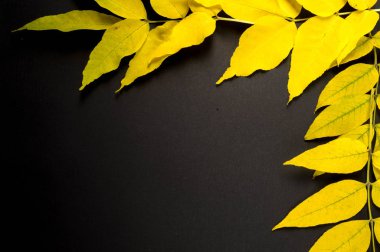 Sonbahar fotoğrafçılığı, akçaağaç yaprakları siyah arka planda, yer: