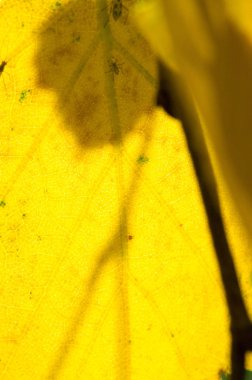 Sonbahar manzara, mavi gökyüzü arka plan ile Sonbahar yaprakları, Ye