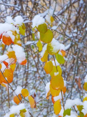 Sezonun ilk karını gece boyunca aldık.