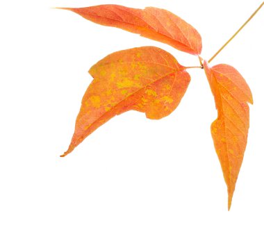 beyaz bir arka plan üzerinde kırmızı ve sarı akçaağaç yaprakları. Ne zaman leav