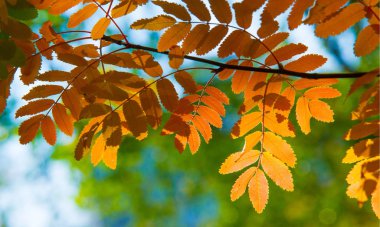 Sonbahar manzara fotoğrafçılığı, tam güzellikte dağ külleri, illum