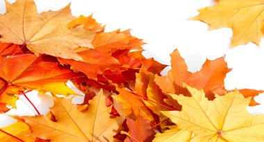 Doku arka planı, desen. Sonbahar renkli akçaağaç yaprakları. Akçaağaç