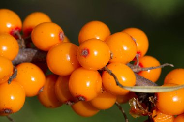 Deniz dikenleri. Deniz dikenlerinin farklı kısımları...
