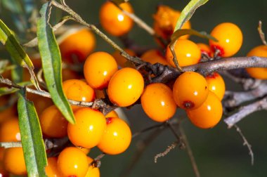Deniz dikenleri. Deniz dikenlerinin farklı kısımları...