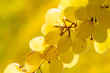 Üzümler masa üzümü gibi taze yenebilir ya da onlar için kullanılabilir.