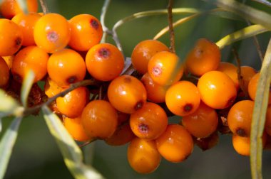 Deniz dikenleri. Deniz dikenlerinin farklı kısımları...