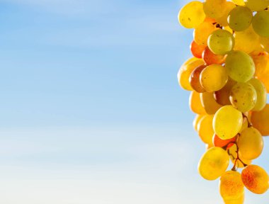 Üzümler masa üzümü gibi taze yenebilir ya da onlar için kullanılabilir.