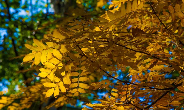 Осенняя пейзажная фотография, горный пепел в полной красоте, подсветка — стоковое фото