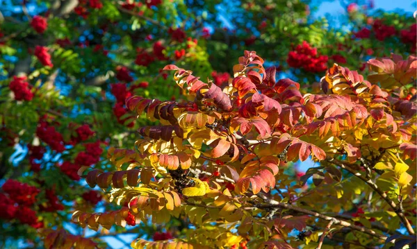 Herbstlandschaftsfotografie, Eberesche in voller Schönheit, illum — Stockfoto